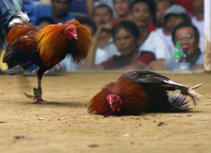 Fasilitas Terbaik Permainan Judi Sabung Ayam Online